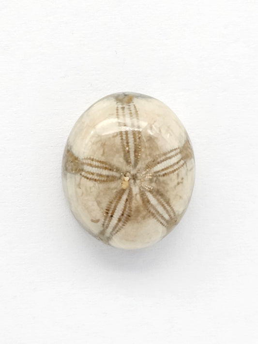 Sea Urchin (Sand Dollar) Fossil Cabochon – Mexican Echinoid
