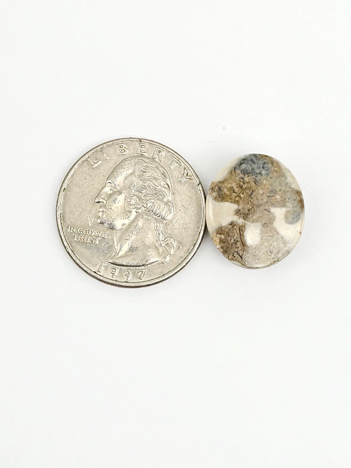 Sea Urchin (Sand Dollar) Fossil Cabochon – Mexican Echinoid
