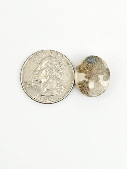 Sea Urchin (Sand Dollar) Fossil Cabochon – Mexican Echinoid