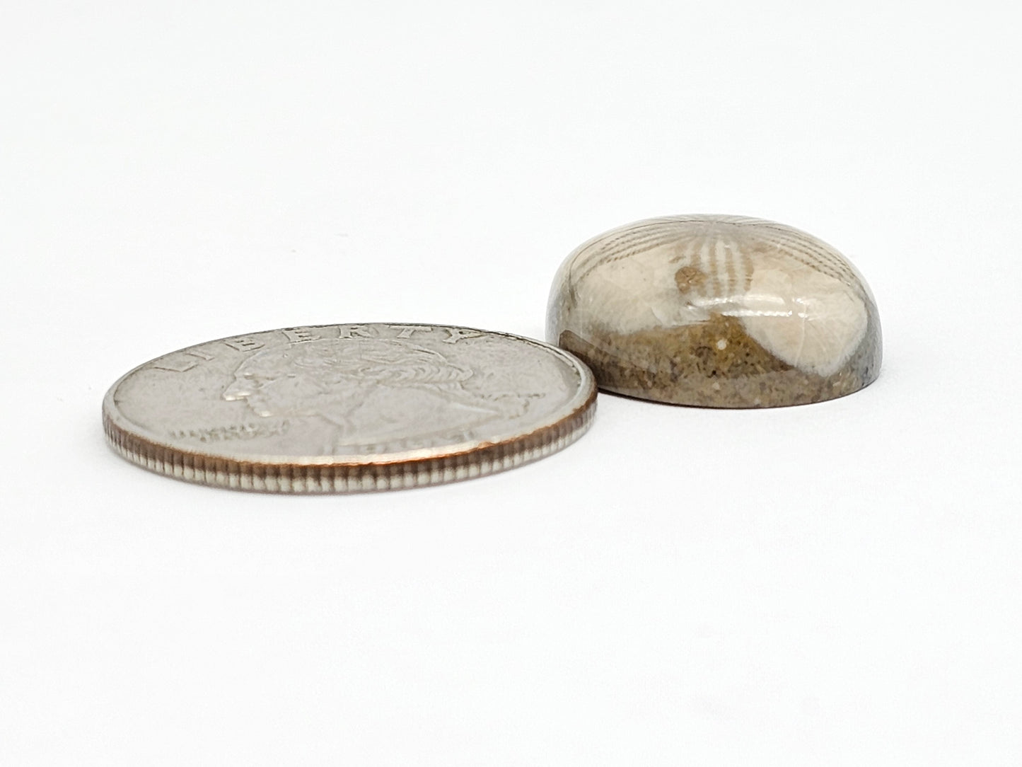 Sea Urchin (Sand Dollar) Fossil Cabochon – Mexican Echinoid