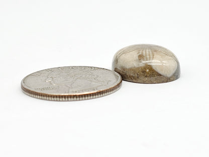 Sea Urchin (Sand Dollar) Fossil Cabochon – Mexican Echinoid