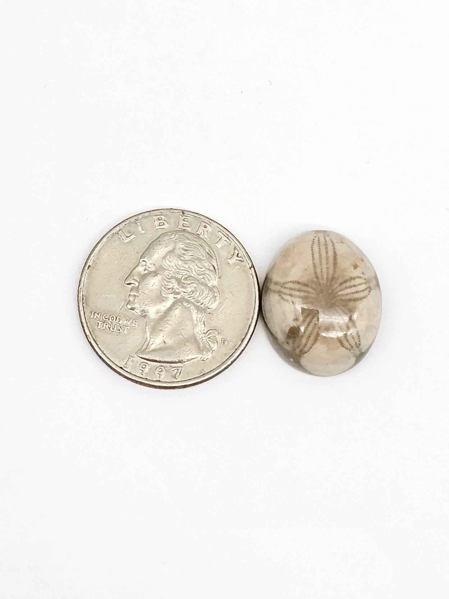 Sea Urchin (Sand Dollar) Fossil Cabochon – Mexican Echinoid