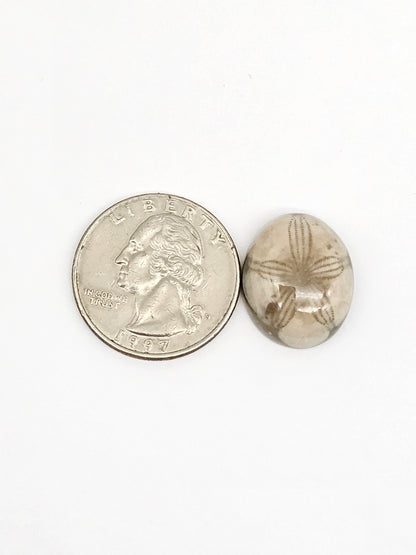 Sea Urchin (Sand Dollar) Fossil Cabochon – Mexican Echinoid