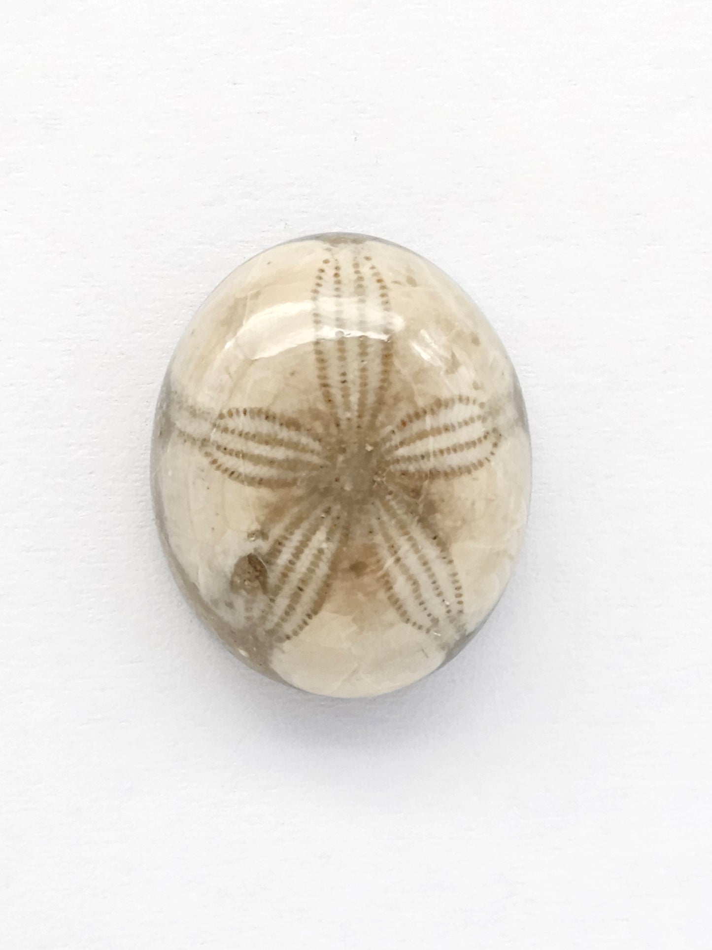Sea Urchin (Sand Dollar) Fossil Cabochon – Mexican Echinoid