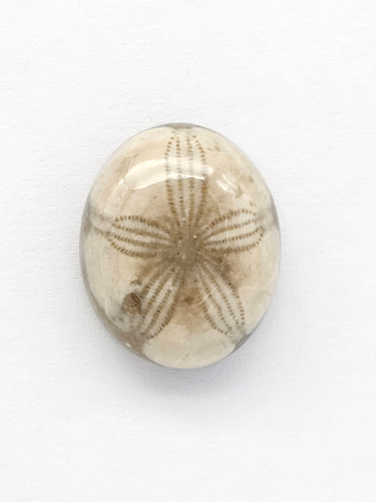 Sea Urchin (Sand Dollar) Fossil Cabochon – Mexican Echinoid