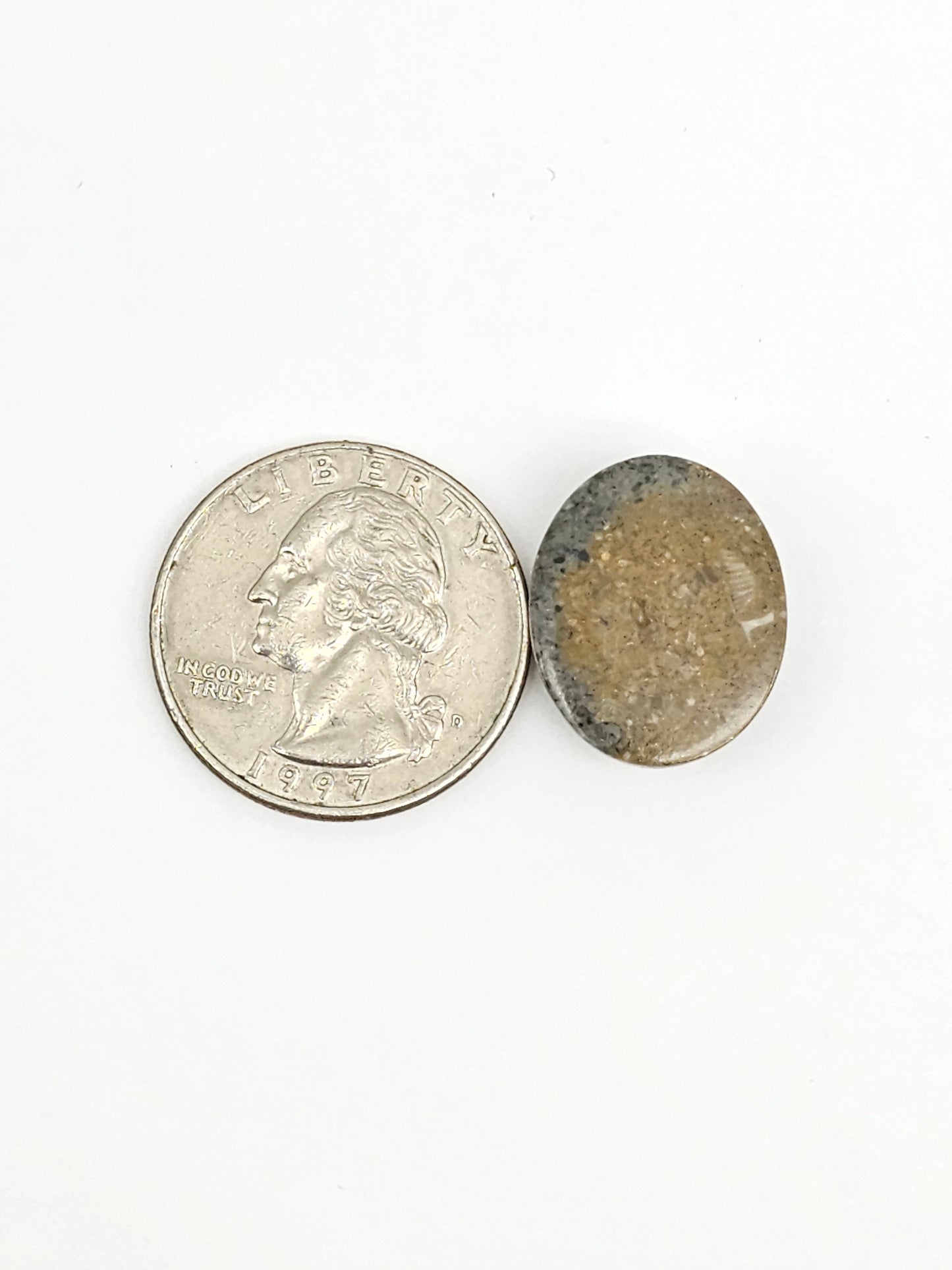 Sea Urchin (Sand Dollar) Fossil Cabochon – Mexican Echinoid