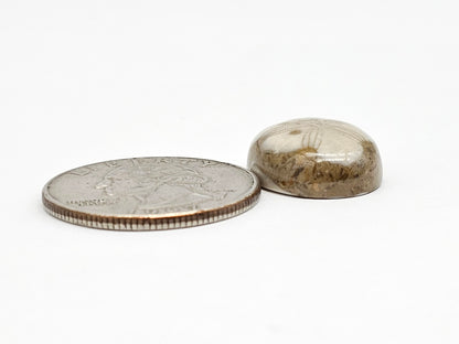 Sea Urchin (Sand Dollar) Fossil Cabochon – Mexican Echinoid