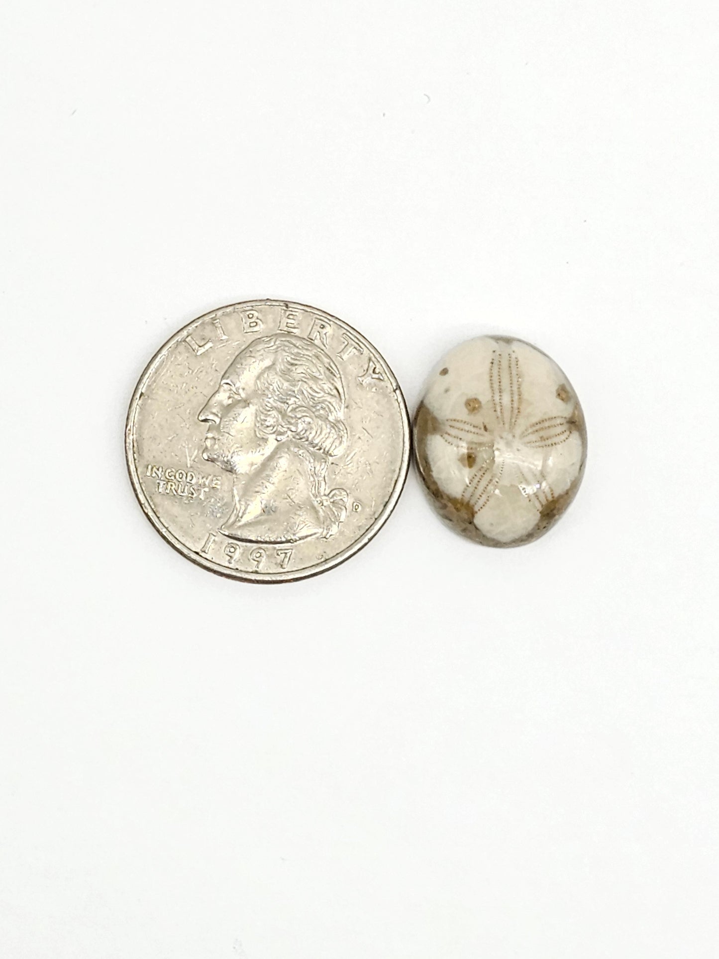 Sea Urchin (Sand Dollar) Fossil Cabochon – Mexican Echinoid