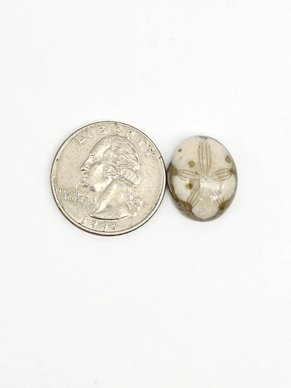 Sea Urchin (Sand Dollar) Fossil Cabochon – Mexican Echinoid