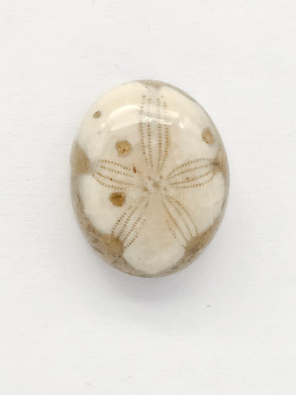 Sea Urchin (Sand Dollar) Fossil Cabochon – Mexican Echinoid