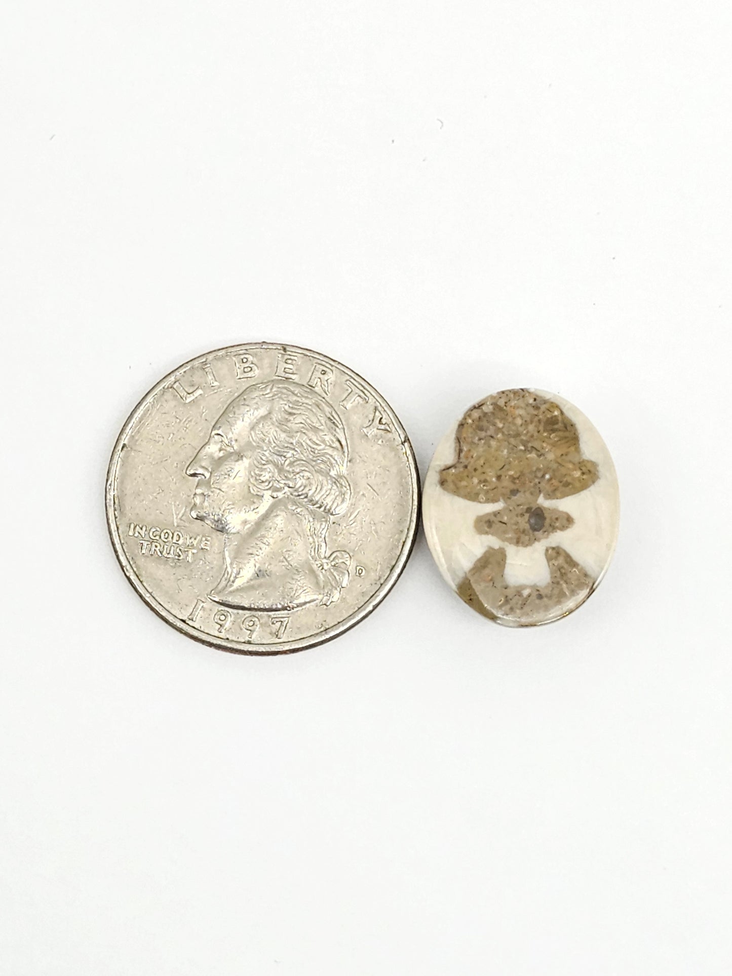 Sea Urchin (Sand Dollar) Fossil Cabochon – Mexican Echinoid