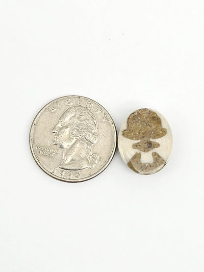 Sea Urchin (Sand Dollar) Fossil Cabochon – Mexican Echinoid