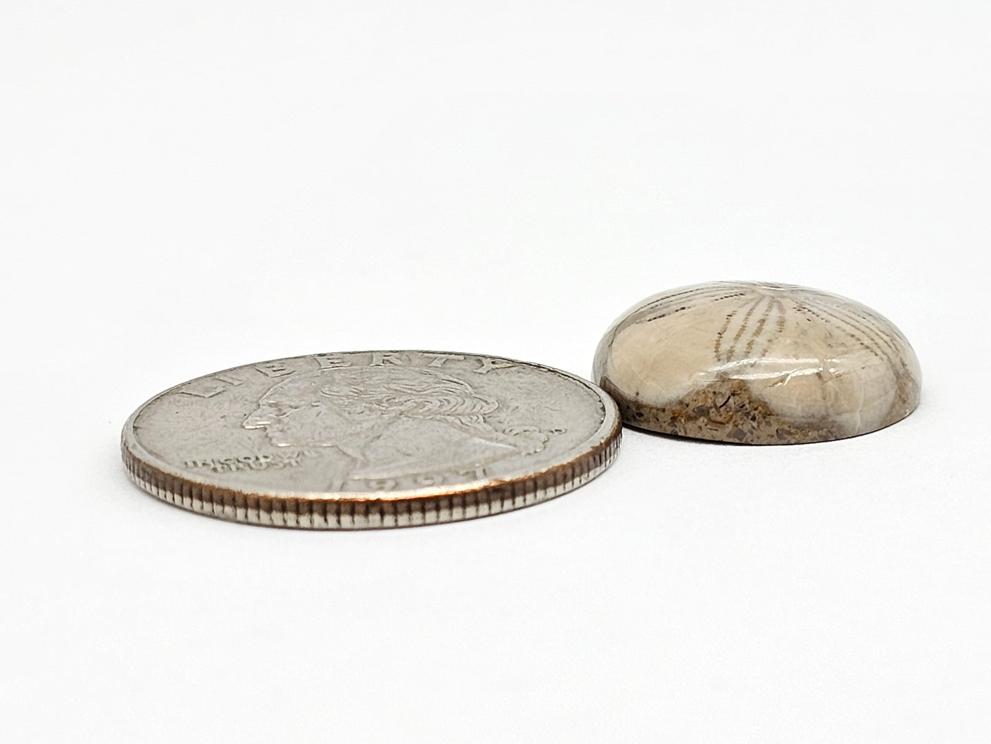 Sea Urchin (Sand Dollar) Fossil Cabochon – Mexican Echinoid