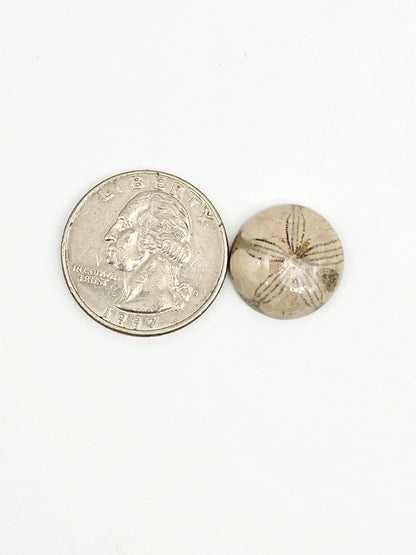 Sea Urchin (Sand Dollar) Fossil Cabochon – Mexican Echinoid