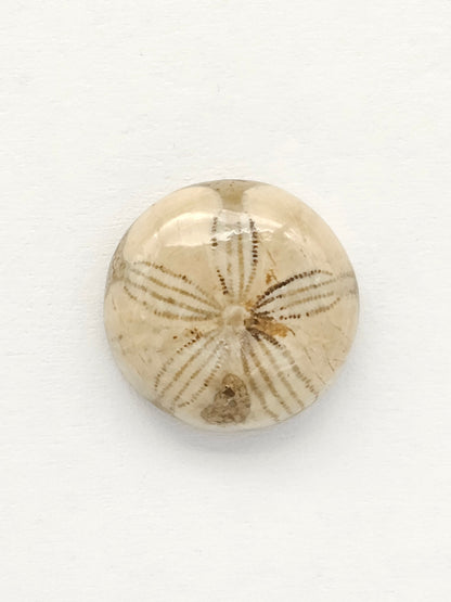 Sea Urchin (Sand Dollar) Fossil Cabochon – Mexican Echinoid