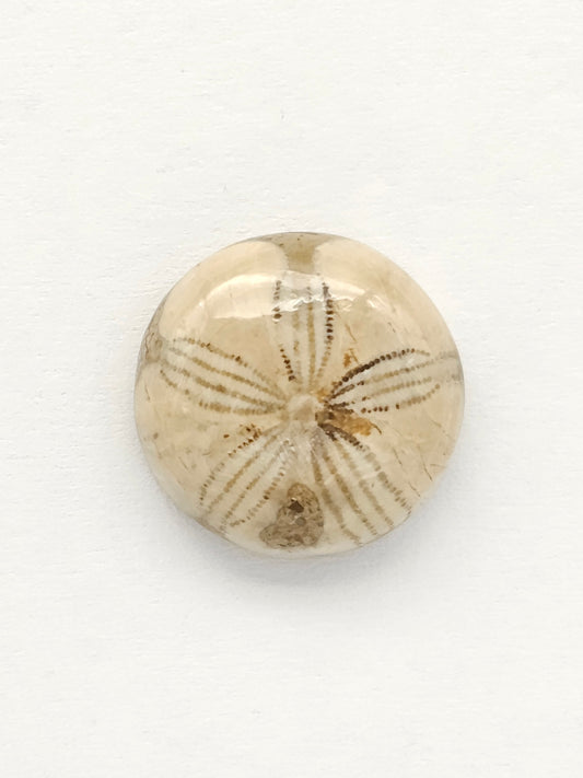 Sea Urchin (Sand Dollar) Fossil Cabochon – Mexican Echinoid