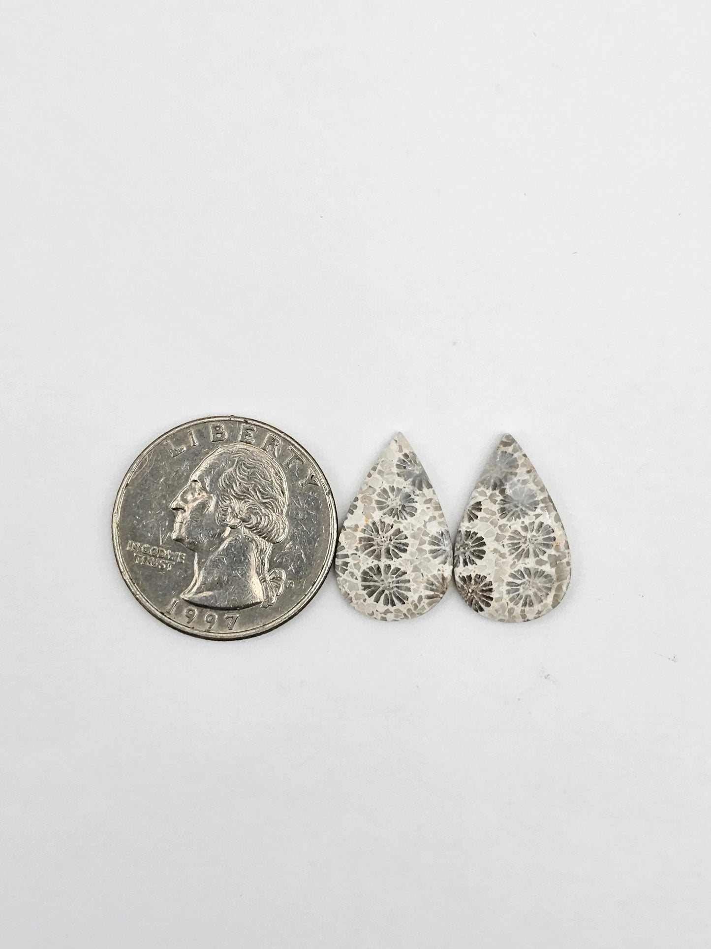 Fossilized Coral pair