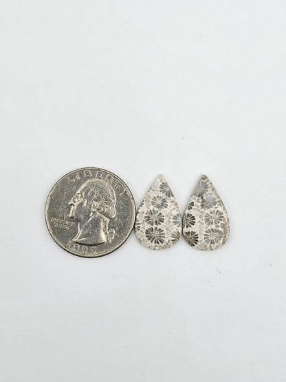 Fossilized Coral pair