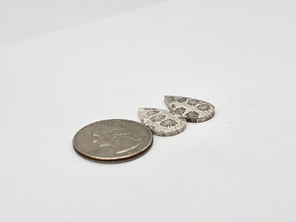 Fossilized Coral pair