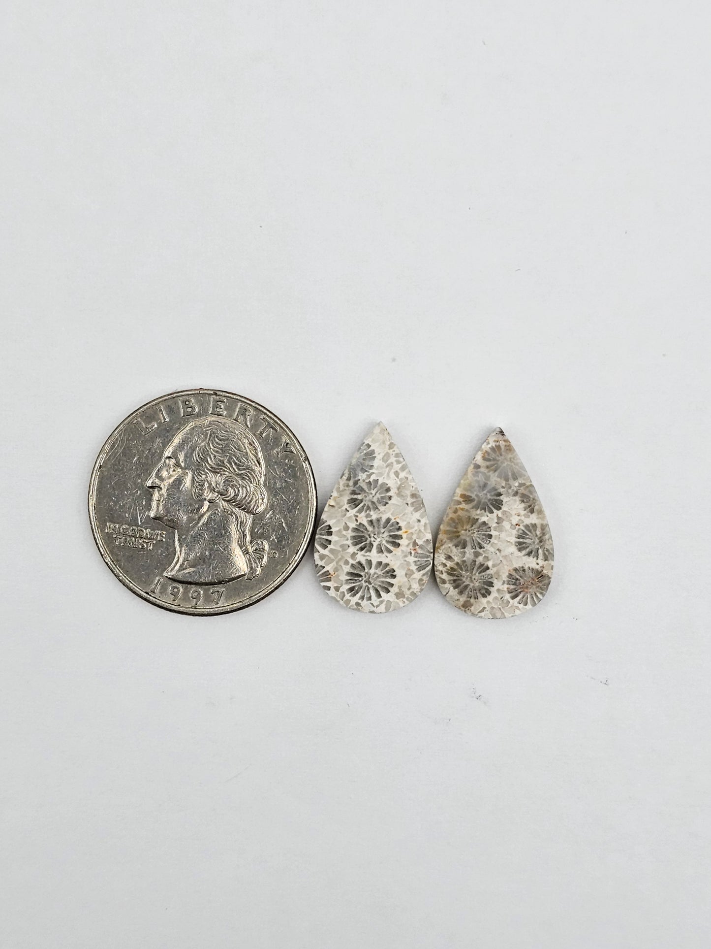 Fossilized Coral pair