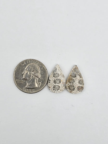 Fossilized Coral pair