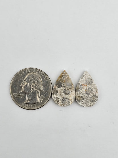 Fossilized Coral pair