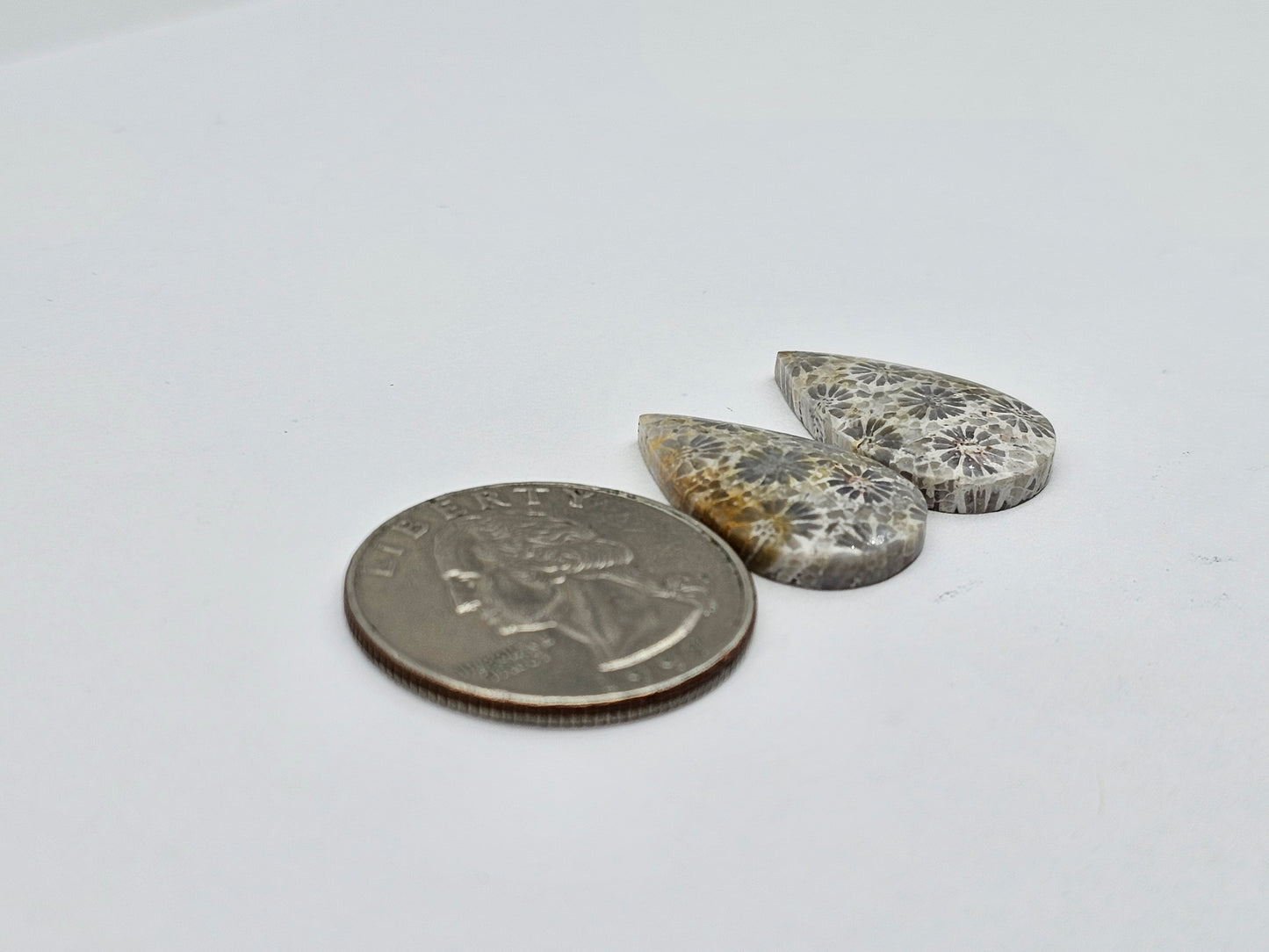 Fossilized Coral pair