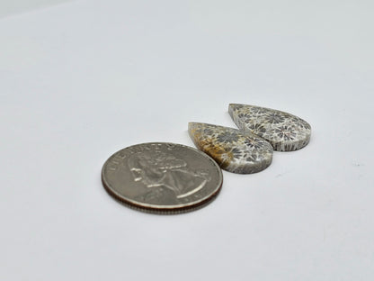 Fossilized Coral pair