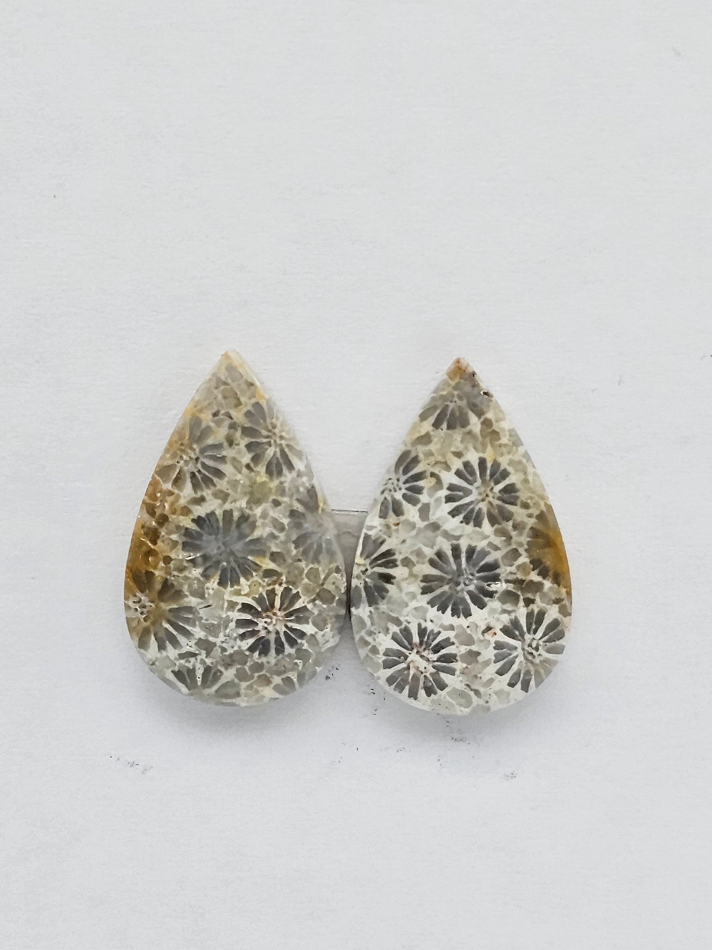 Fossilized Coral pair