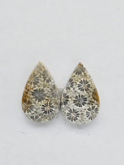 Fossilized Coral pair