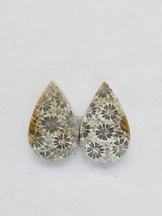 Fossilized Coral pair