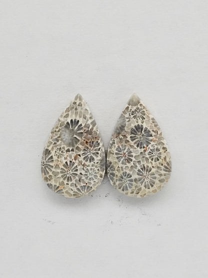 Fossilized Coral pair