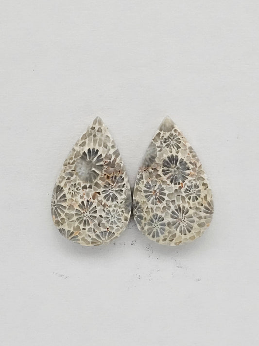 Fossilized Coral pair
