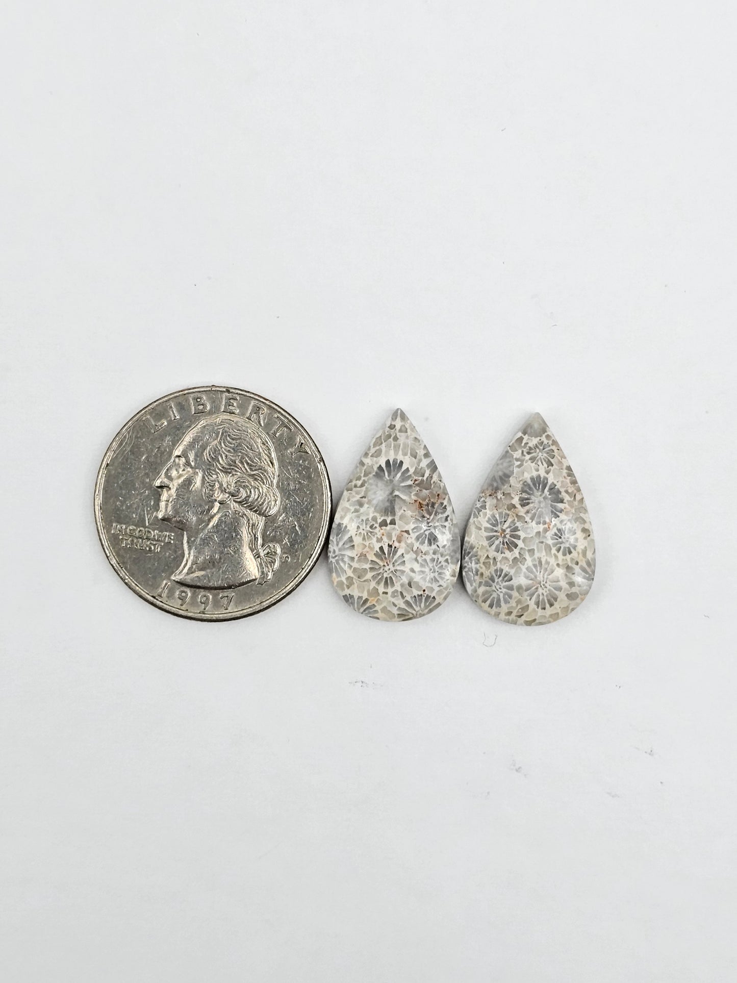 Fossilized Coral pair