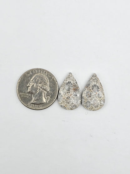 Fossilized Coral pair