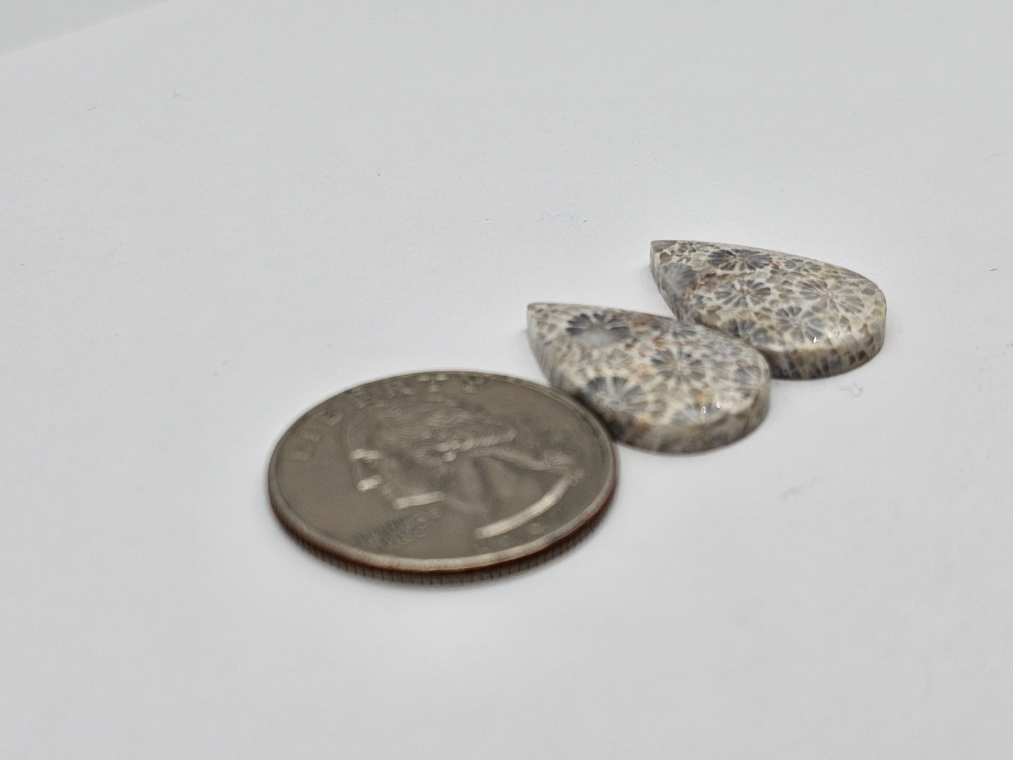Fossilized Coral pair