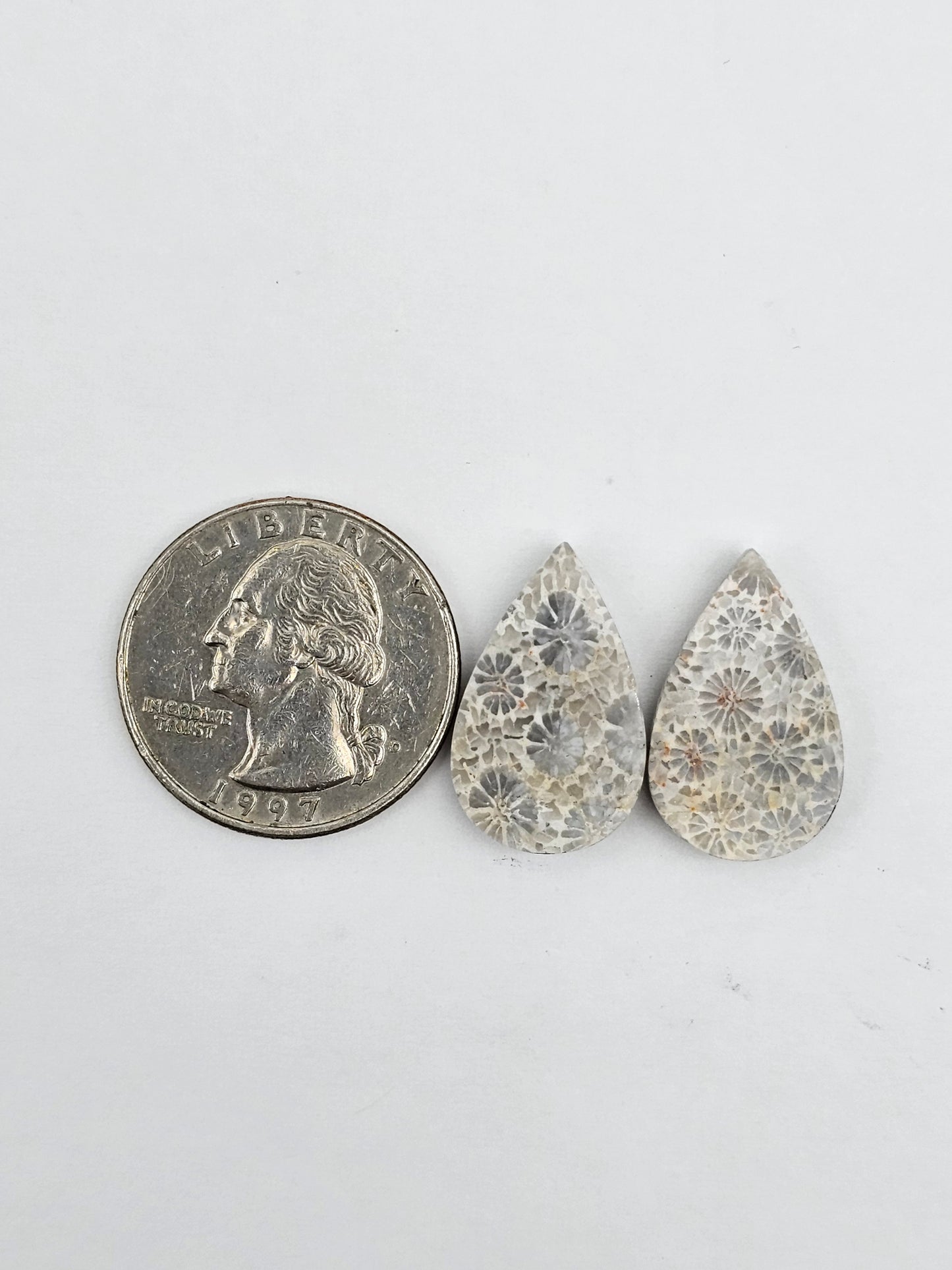 Fossilized Coral pair