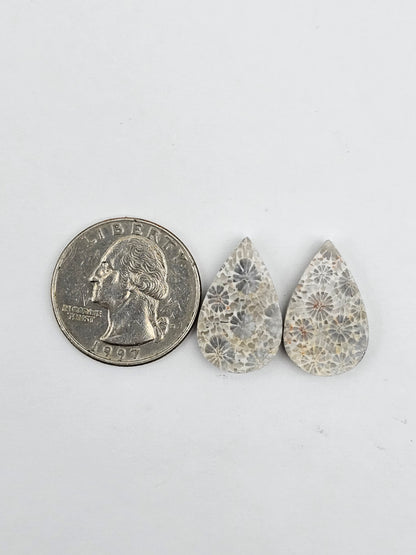 Fossilized Coral pair