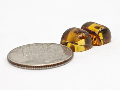Real amber with insect inclusion pair