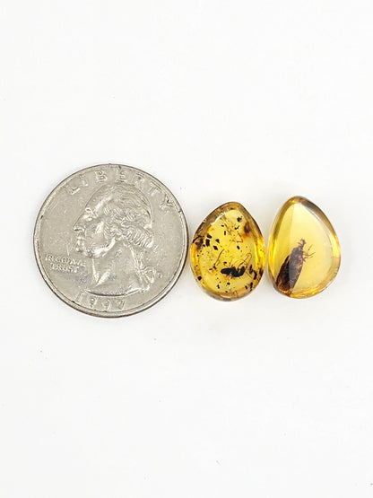 Real amber with insect inclusion pair