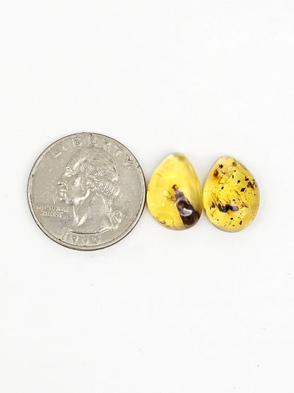 Real amber with insect inclusion pair