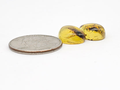 Real amber with insect inclusion pair