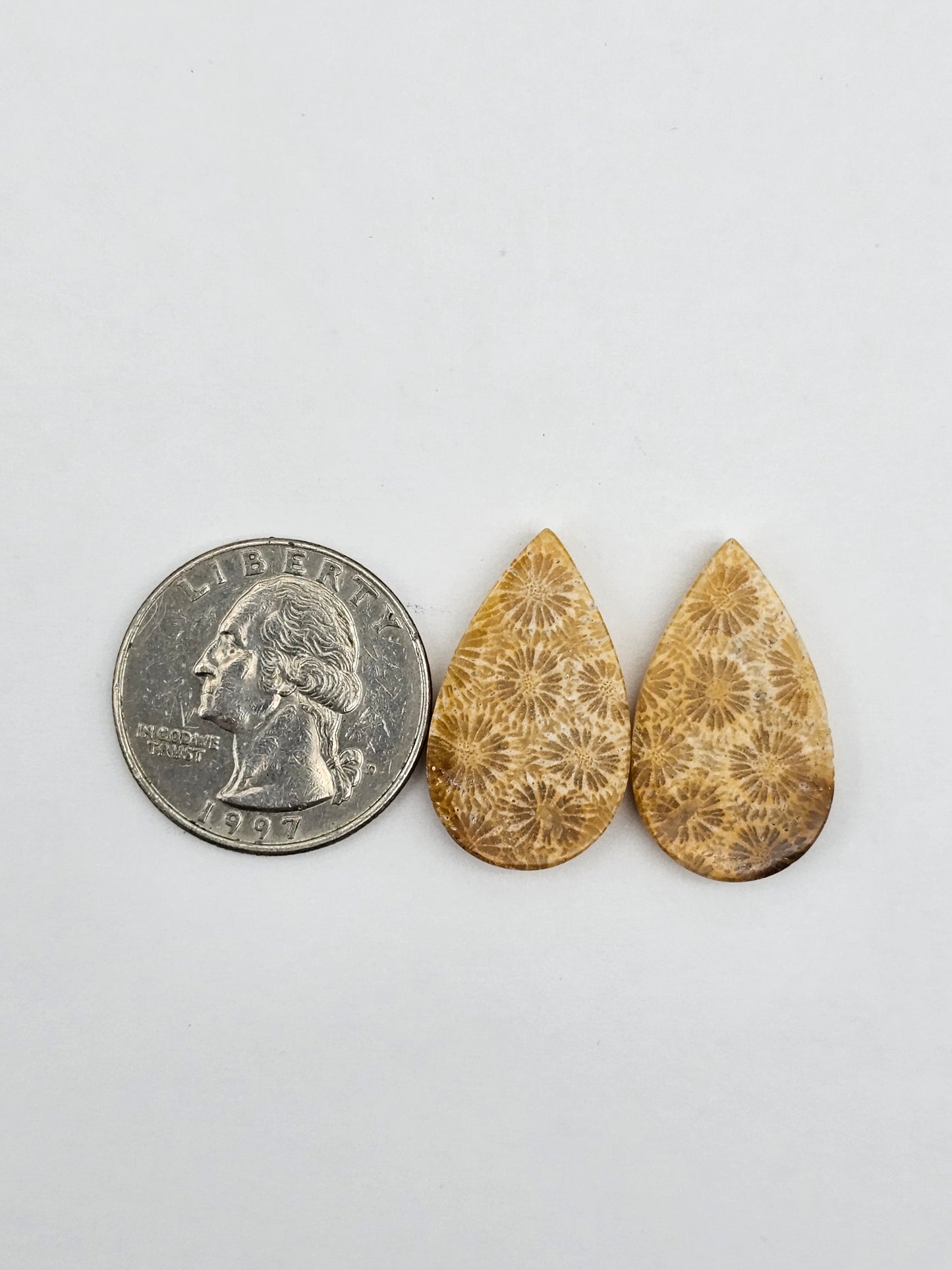 Fossilized Coral pair