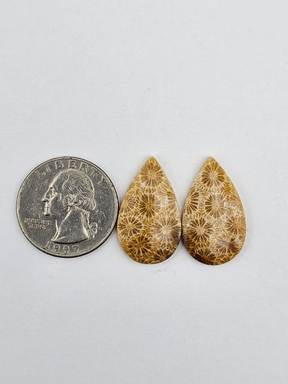 Fossilized Coral pair
