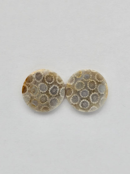Fossilized Coral pair