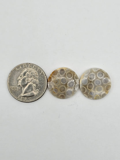Fossilized Coral pair