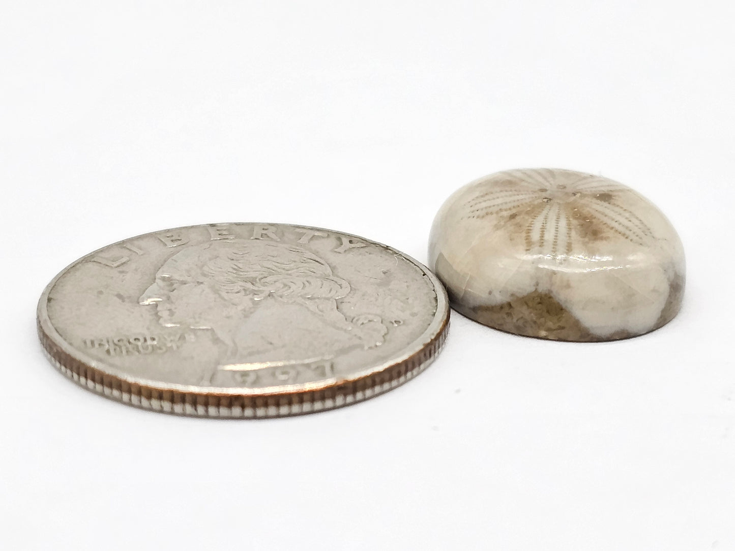 Sand Dollar Fossil - Medium