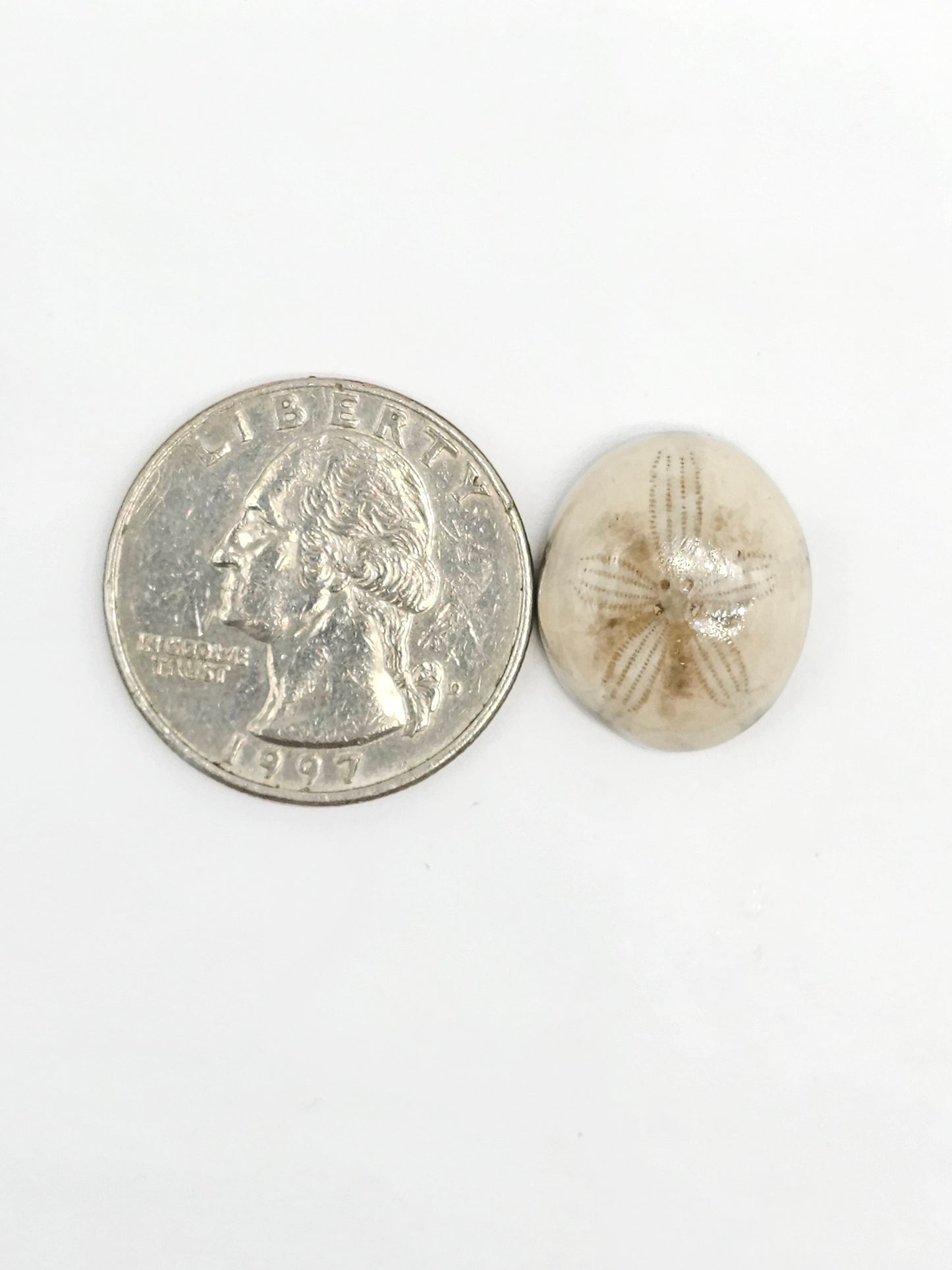 Sand Dollar Fossil - Medium