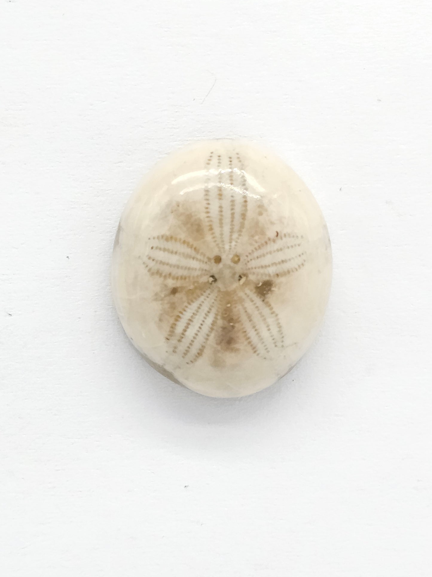 Sand Dollar Fossil - Medium