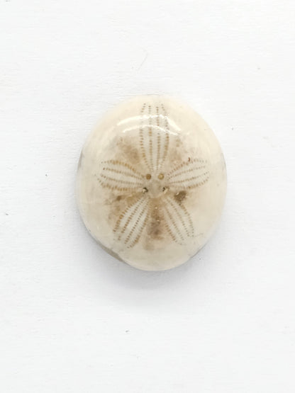 Sand Dollar Fossil - Medium